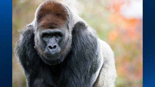Pittsburgh Zoo announces death of western lowland gorilla