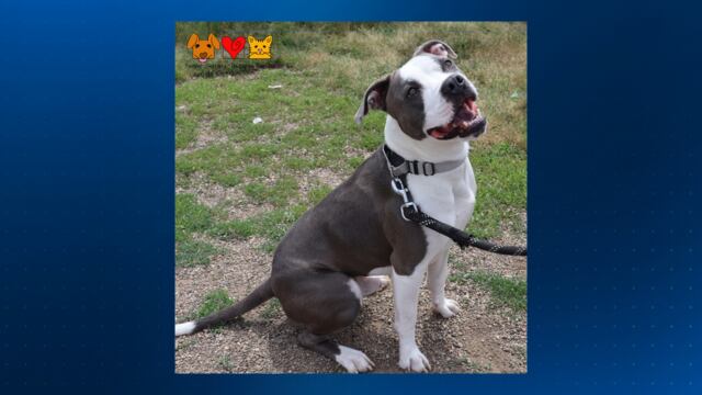 Beaver County Humane Society in urgent need of dog adopters, fosters
